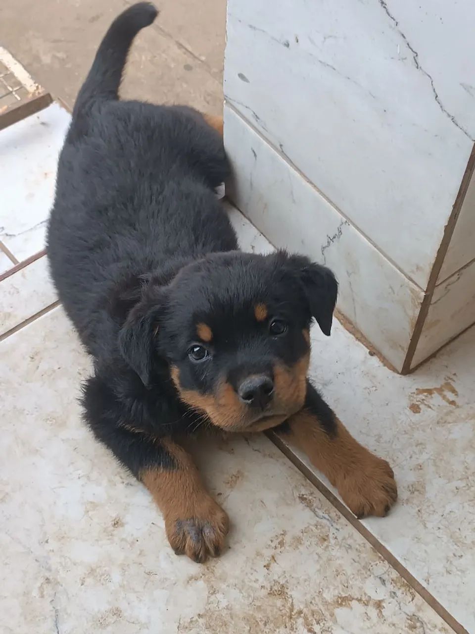 Filhotes de Rottweiler  - Foto 4
