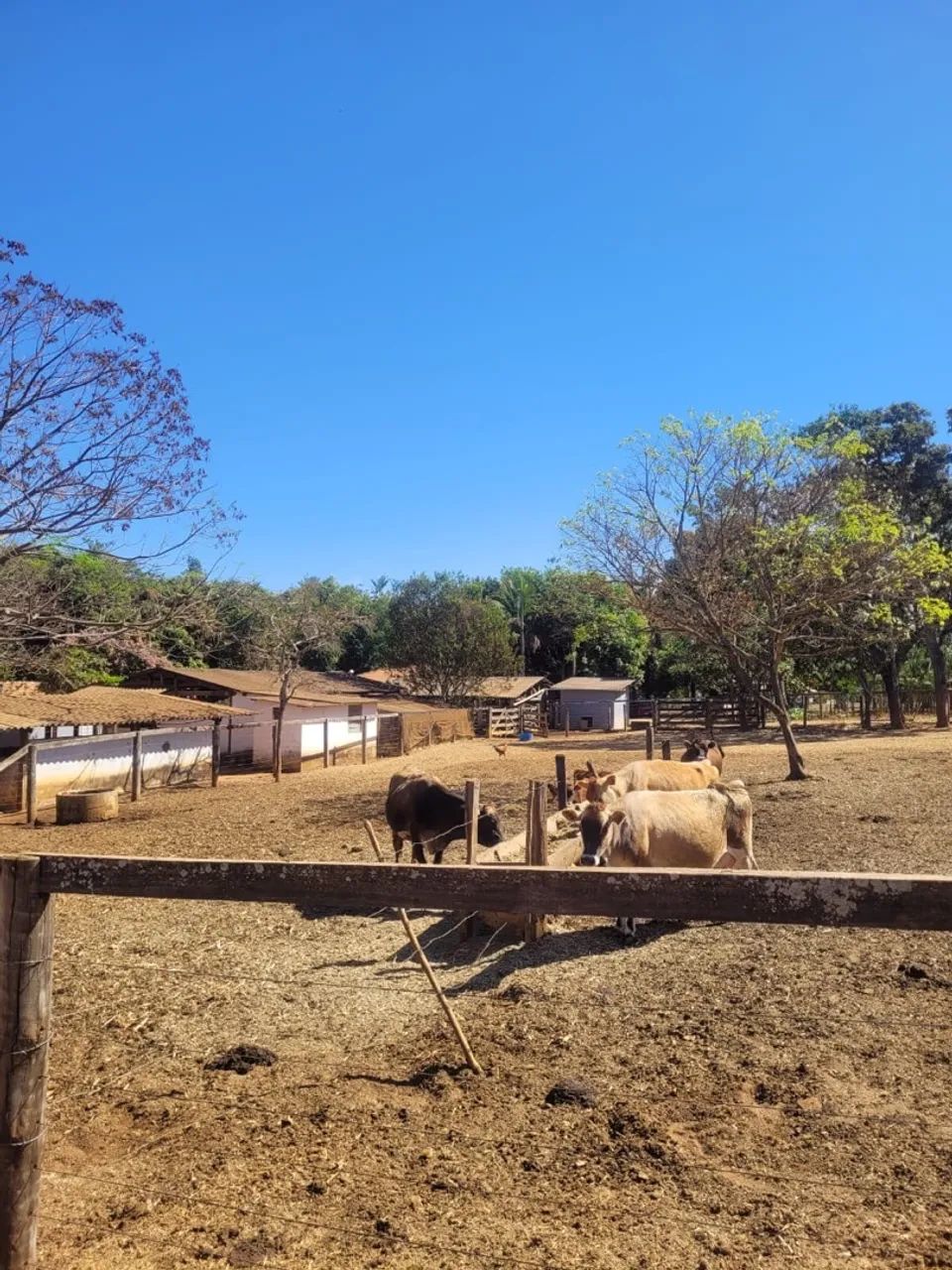Sítio Bela Vista - GO - Foto 4