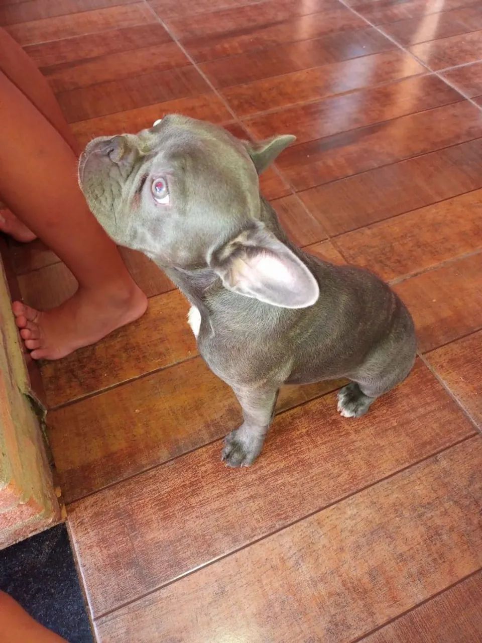 Bulldog francês - Foto 4