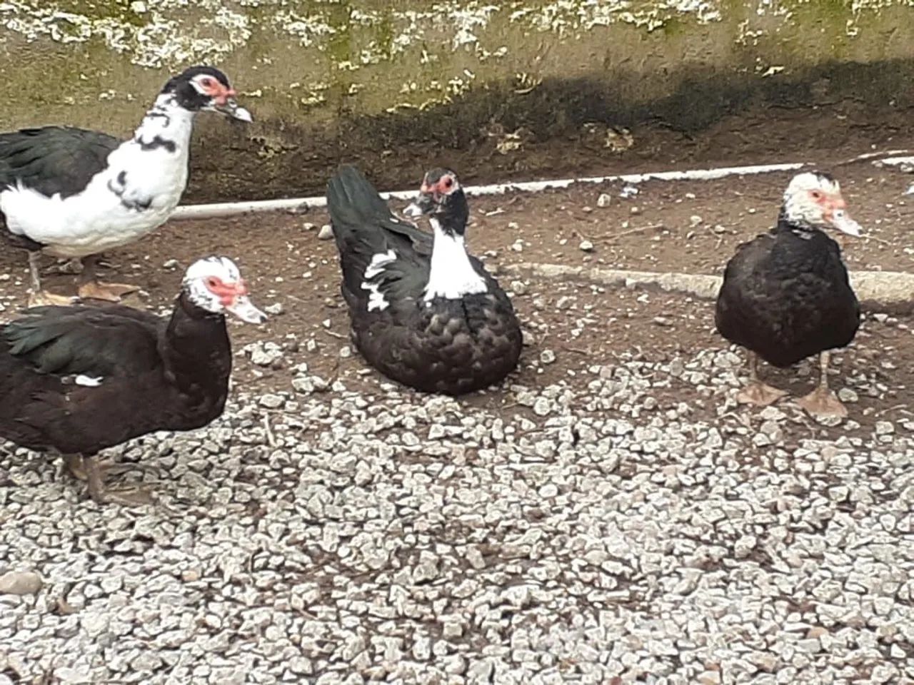 Patos Gigantes  - Foto 3