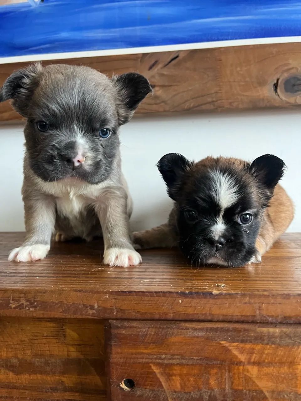 Bulldog francês  - Foto 5