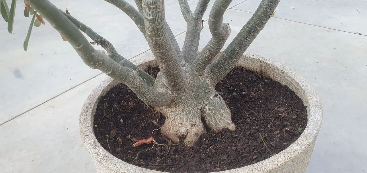 Rosa do deserto - Foto 5