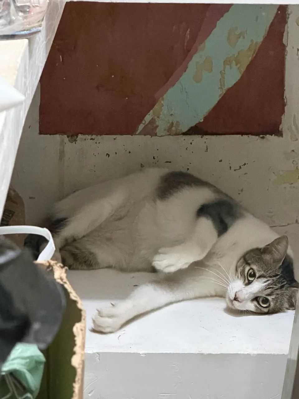 Gato para adoção  - Foto 5