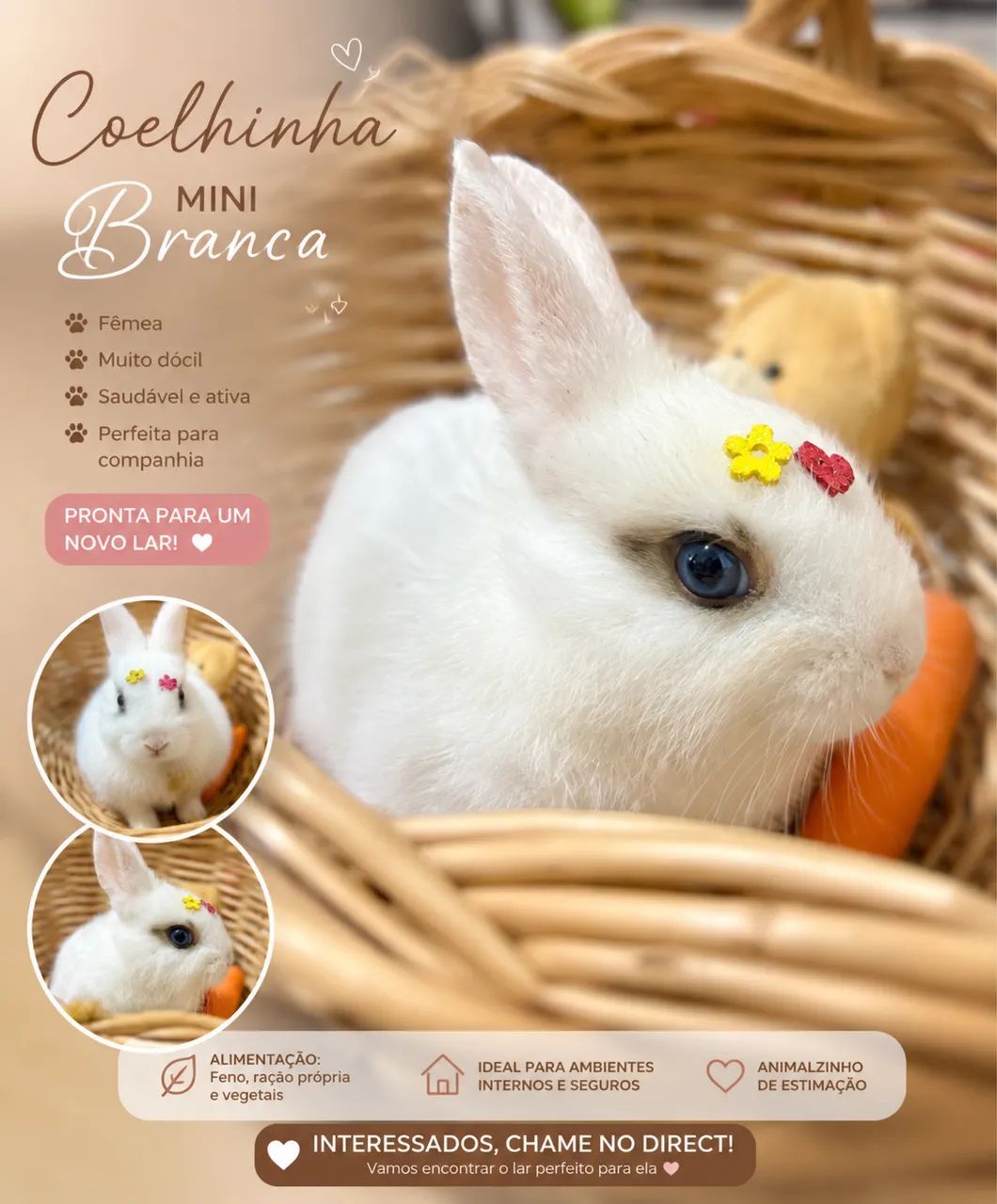Vendo coelho MINI (Netherlands) - Foto 3