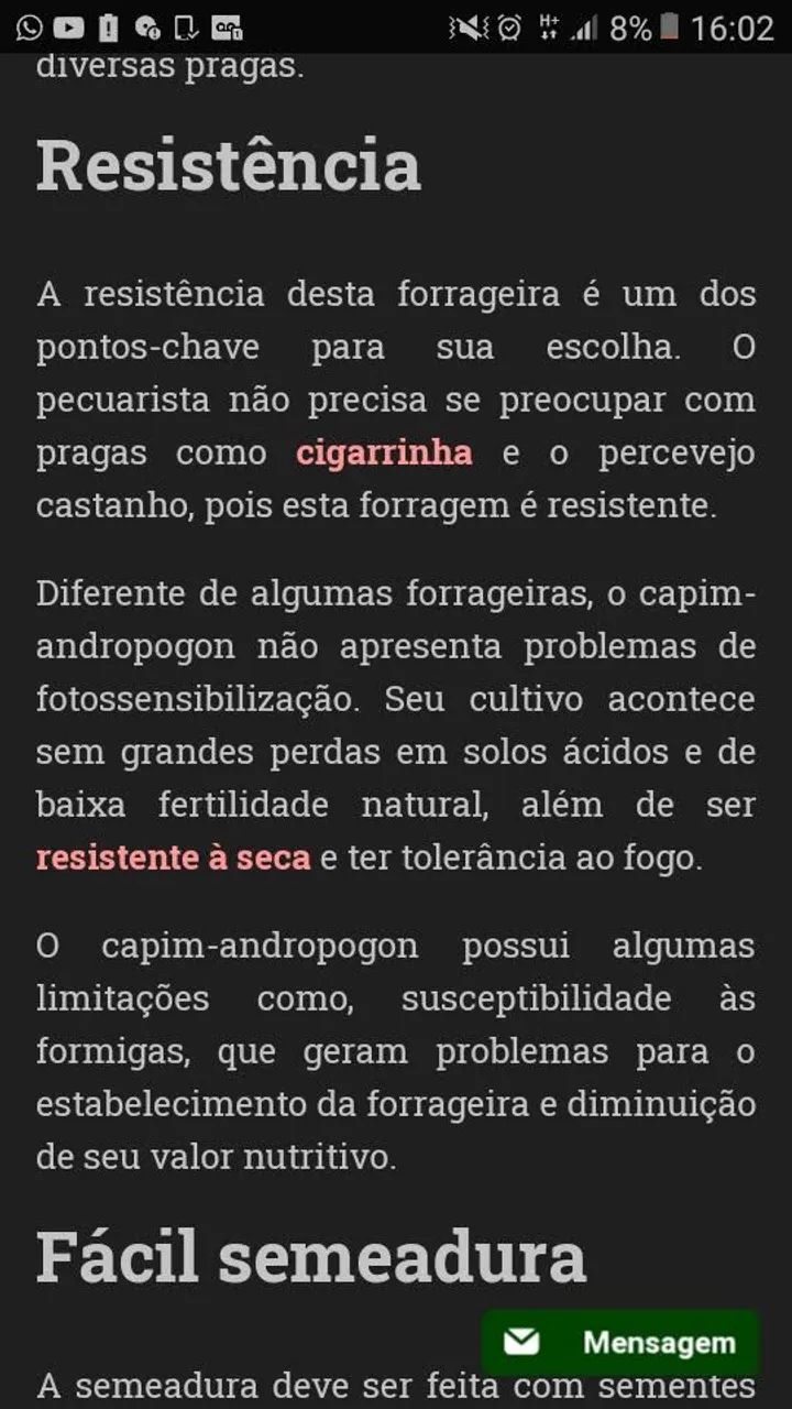 Semente de capim andropogon safra 2026 - Foto 6