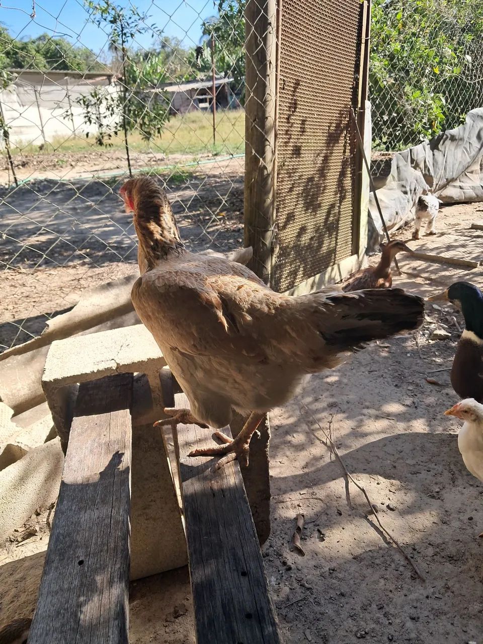 Galinhas e frangos a venda  - Foto 5