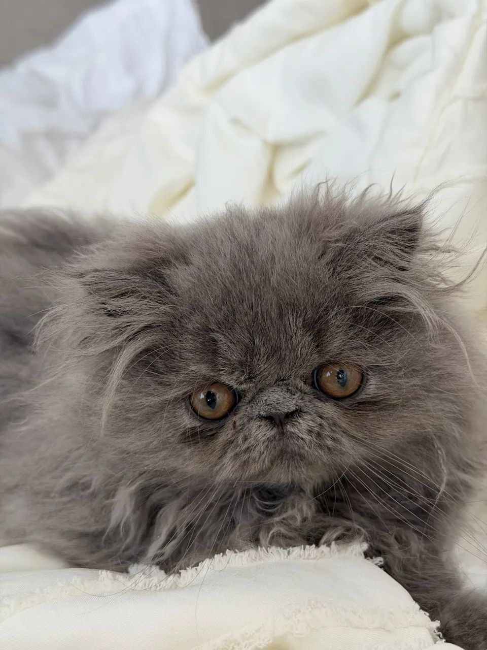 Gato Persa Linhagem Pura - Foto 2