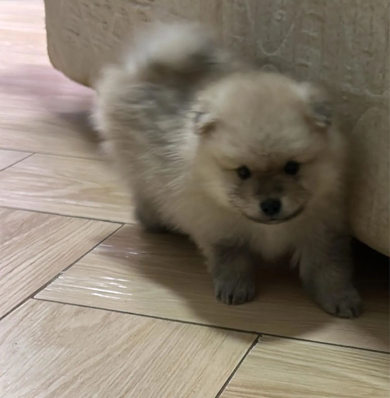 Lulu da Pomerania  - Foto 5