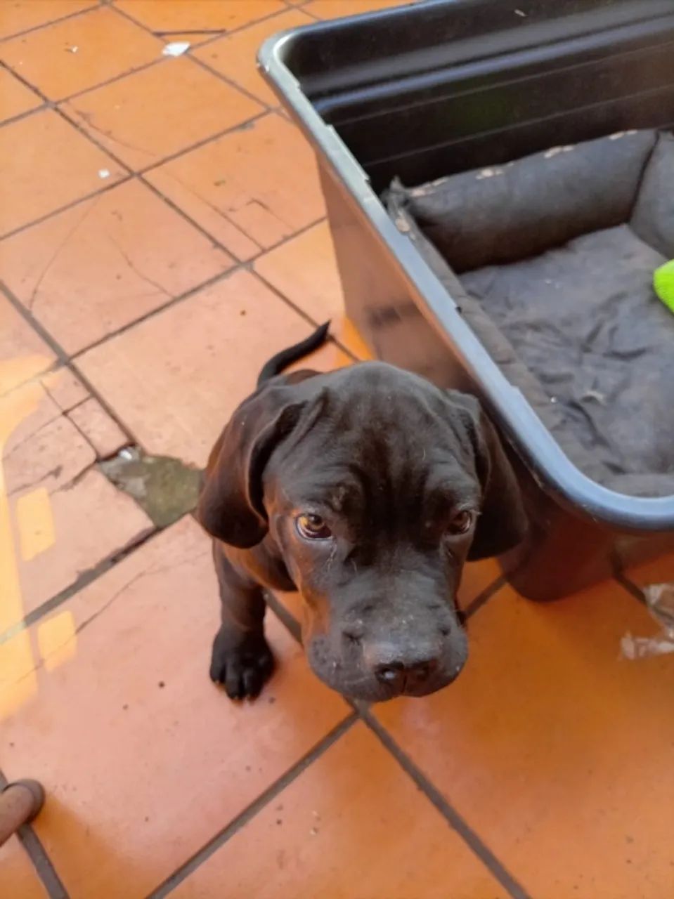 FEMEA DE CANE CORSO