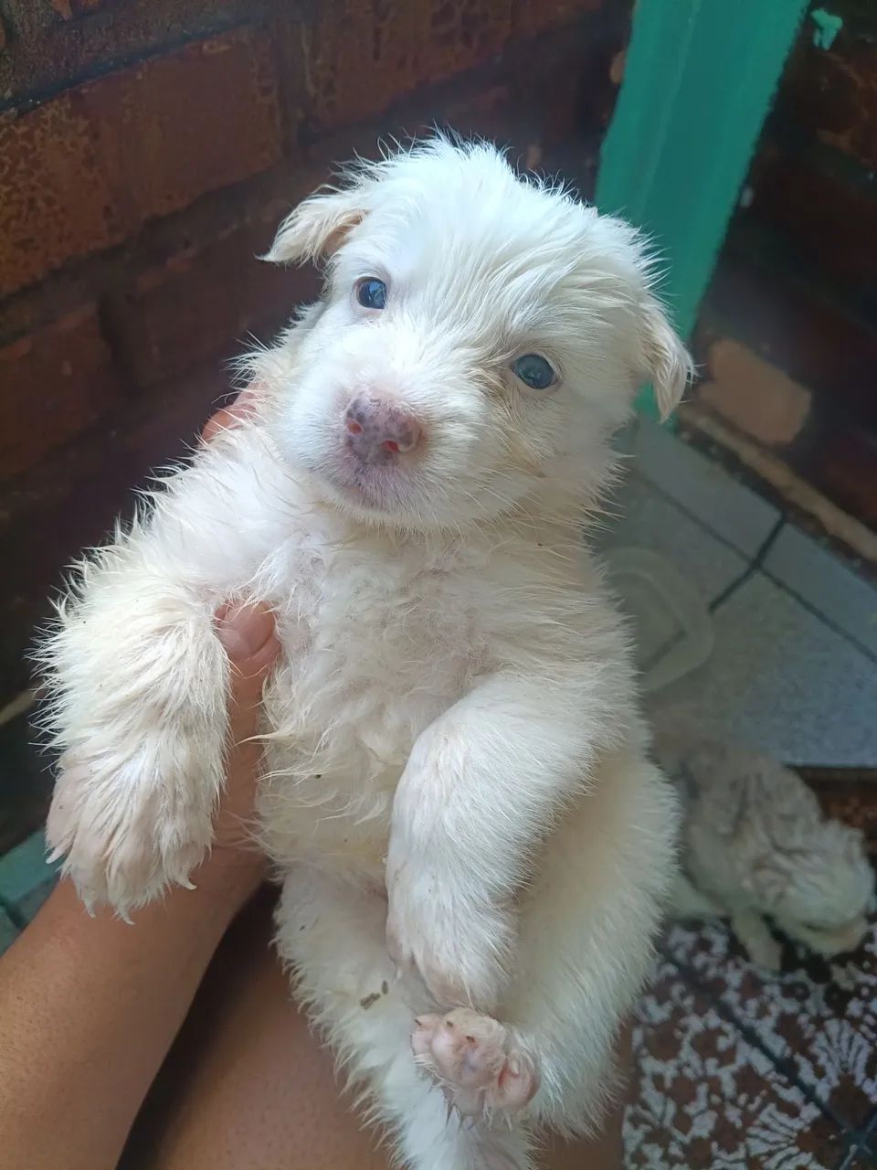 Filhotes husky siberiano  - Foto 2