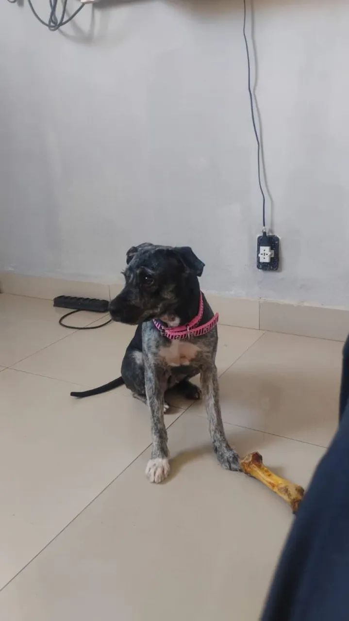 Doaçao de cachorro  - Foto 2
