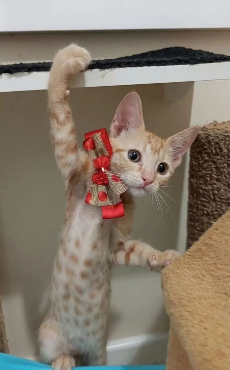 Leona 3 meses somente para residência com redes de proteção  - Foto 2