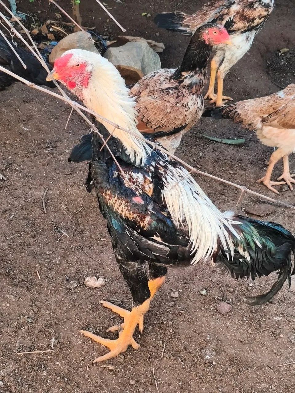 Frango índio gigante 