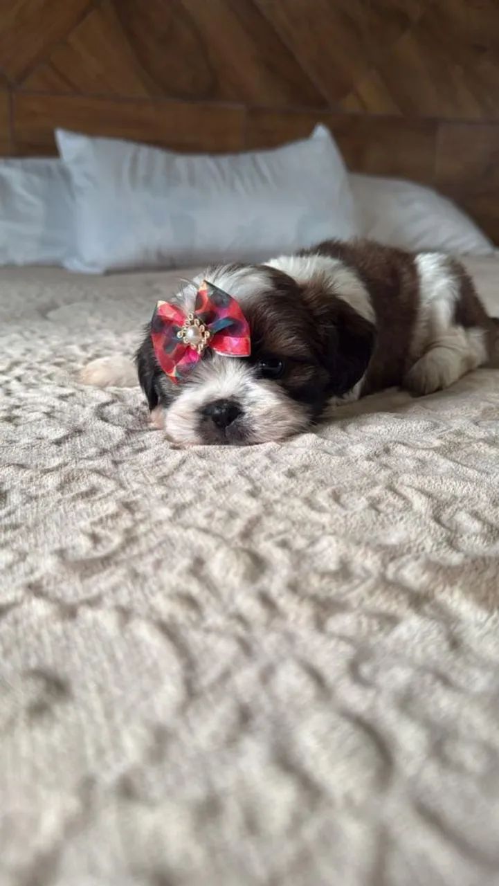 Shih Tzu Mini 