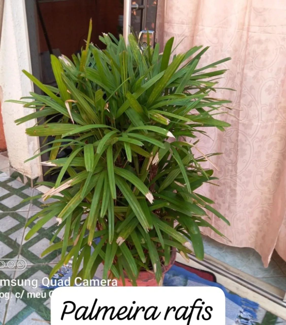 Plantas - Foto 5