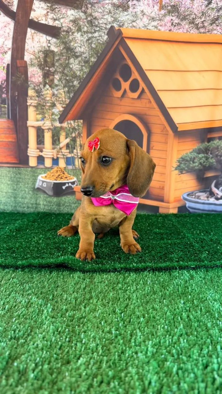 Dachshund filhotes  - Foto 4