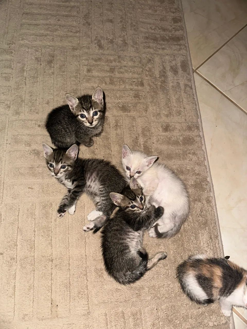 Doação  - Foto 2
