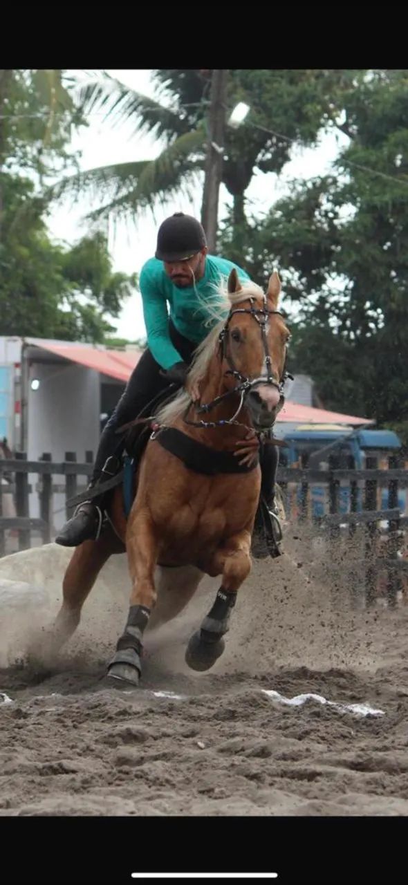 CAVALO DE DIREITA  - Foto 4