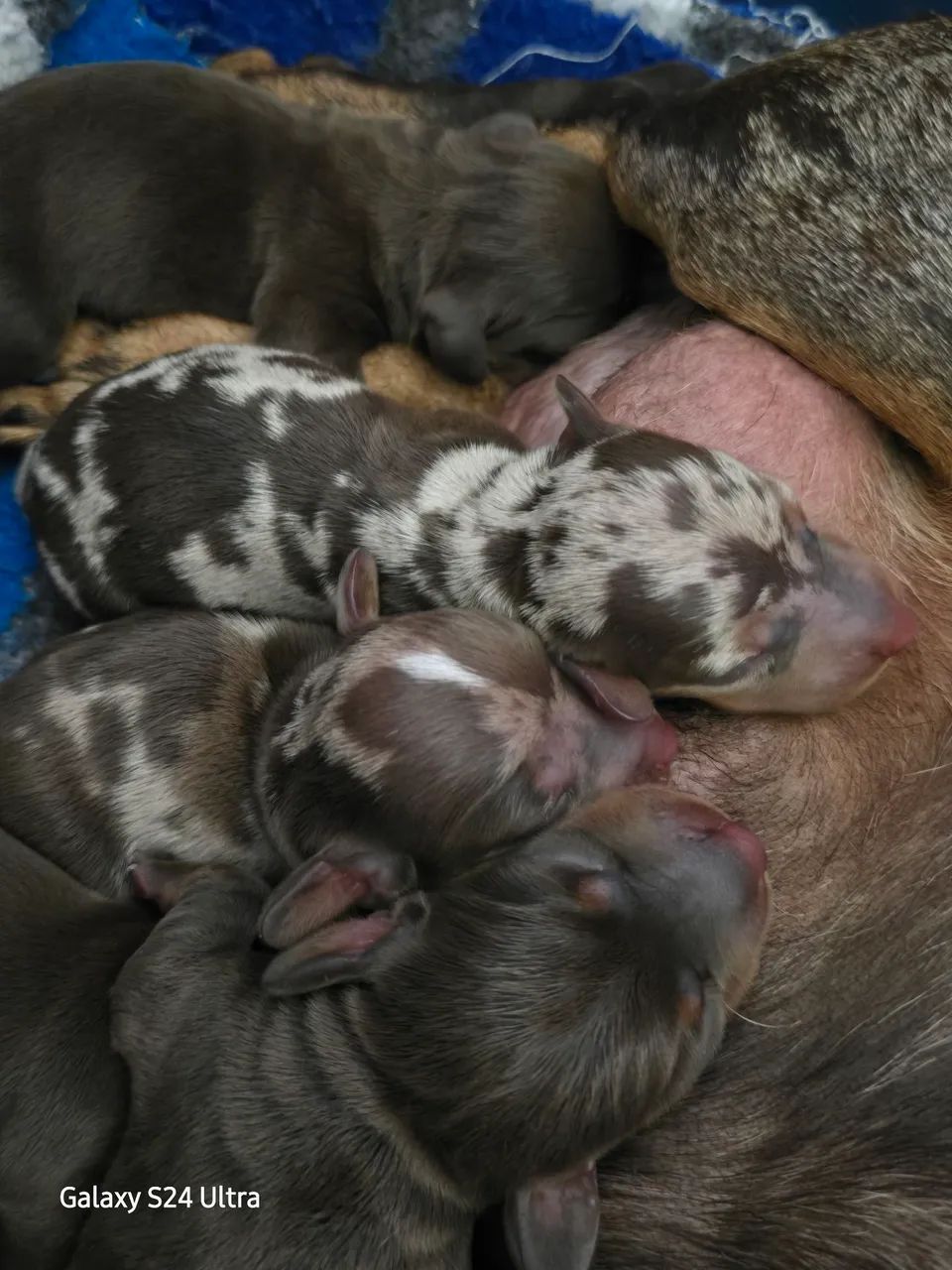 BELISSIMOS DACHSHUND, FAMOSO BASSÊ SALSICHA  - Foto 4