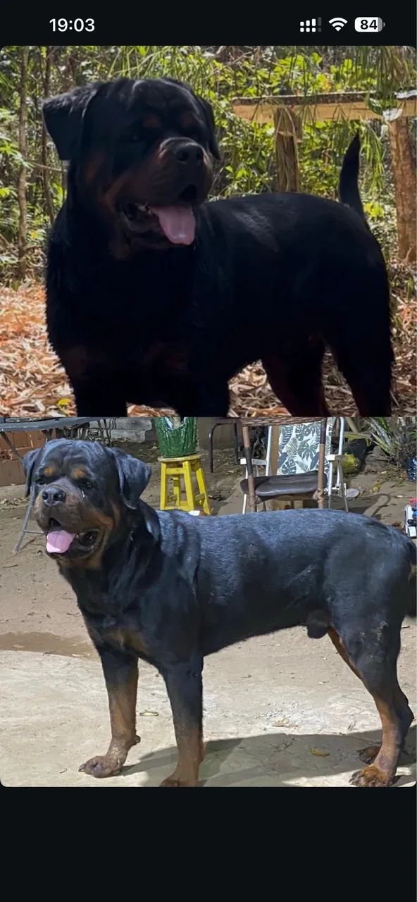 ROTTWEILER  - Foto 2