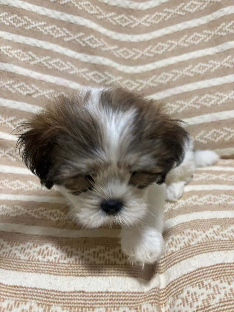 Filhote de shihtzu  - Foto 5