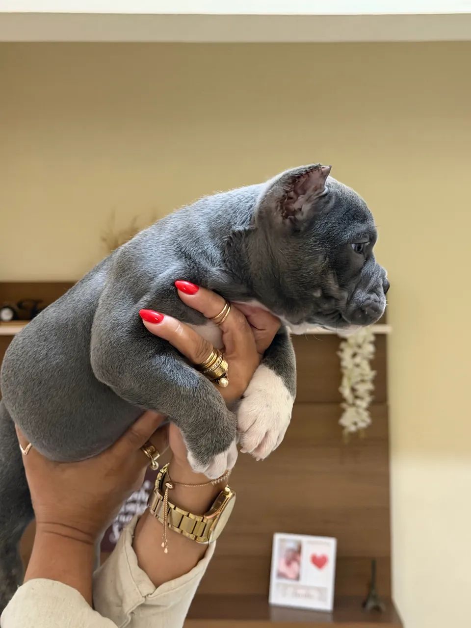 American Bully Micro  - Foto 3