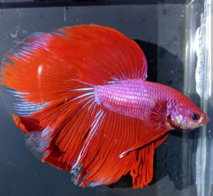 betta splendens