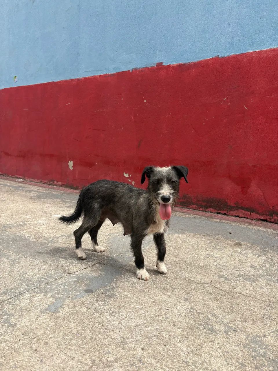 ADOÇÃO PORTE MÉDIO - Foto 4