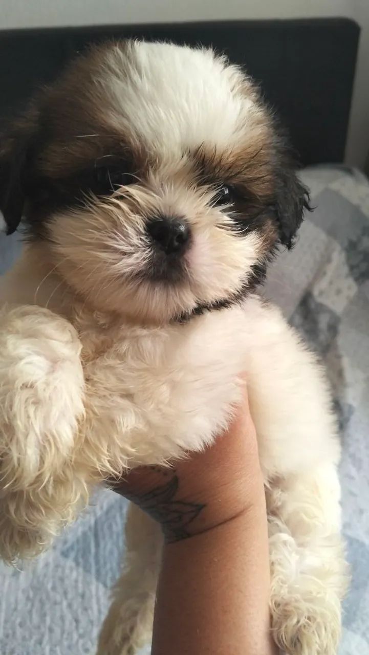 Cachorro 