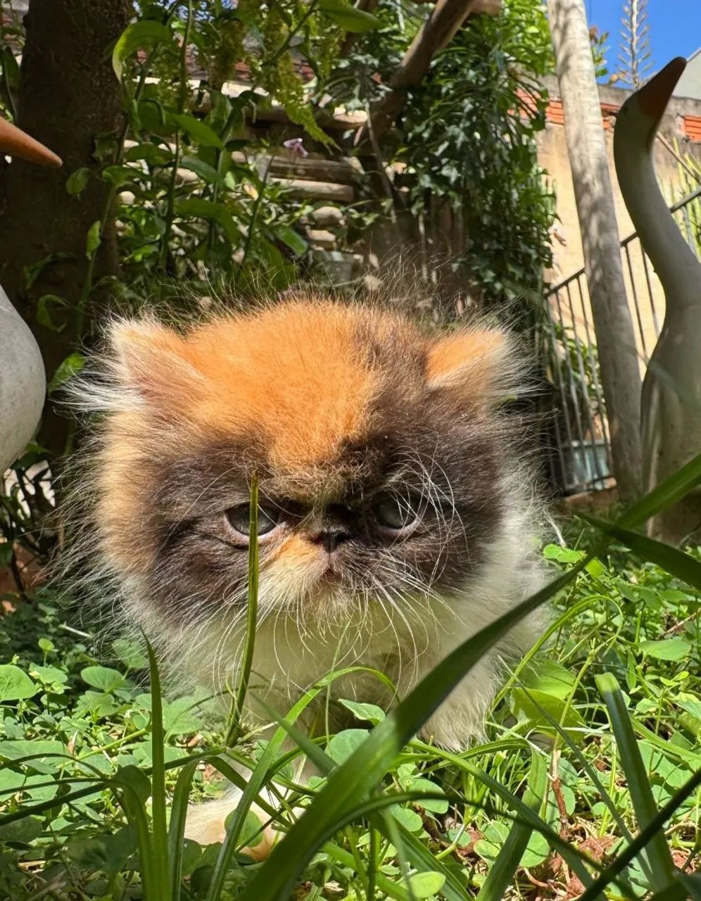 Gatos Persas  - Foto 3