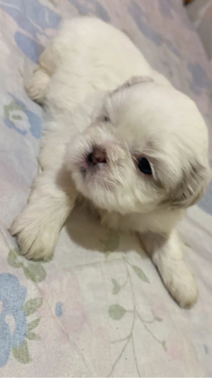 Cachorrinhos  - Foto 3