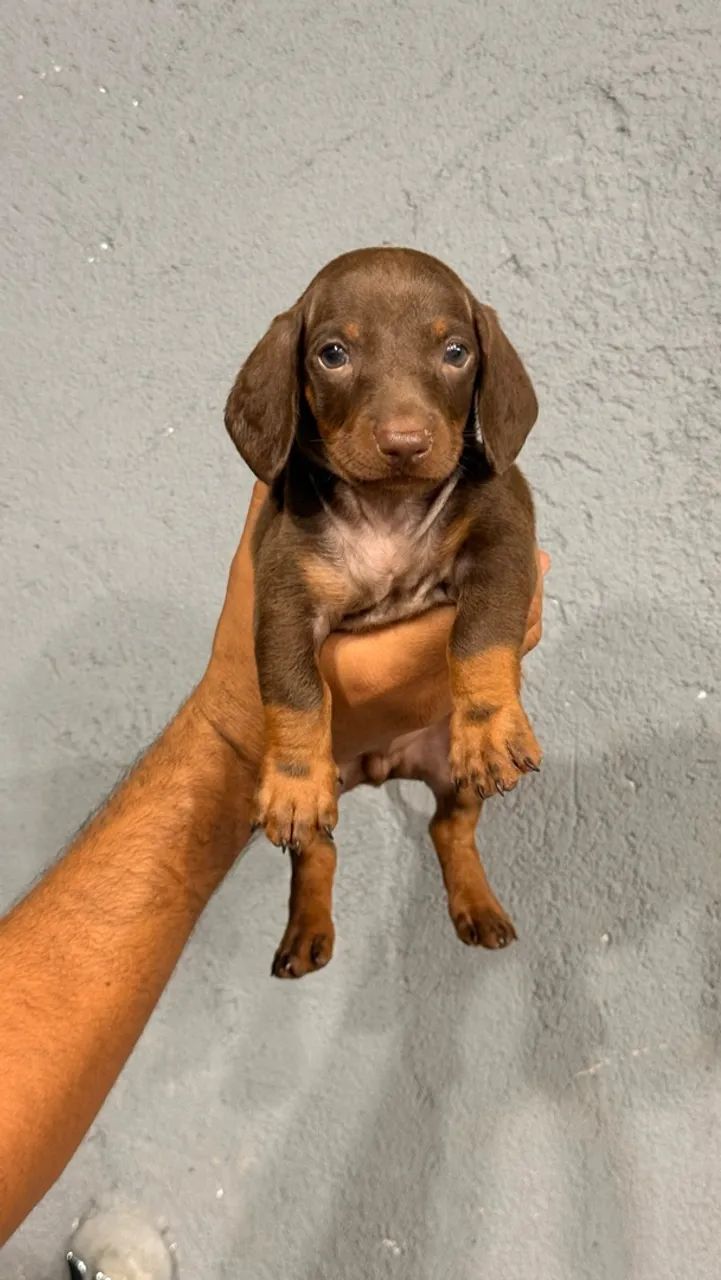 Dachshund Macho Chocolate  - Foto 2