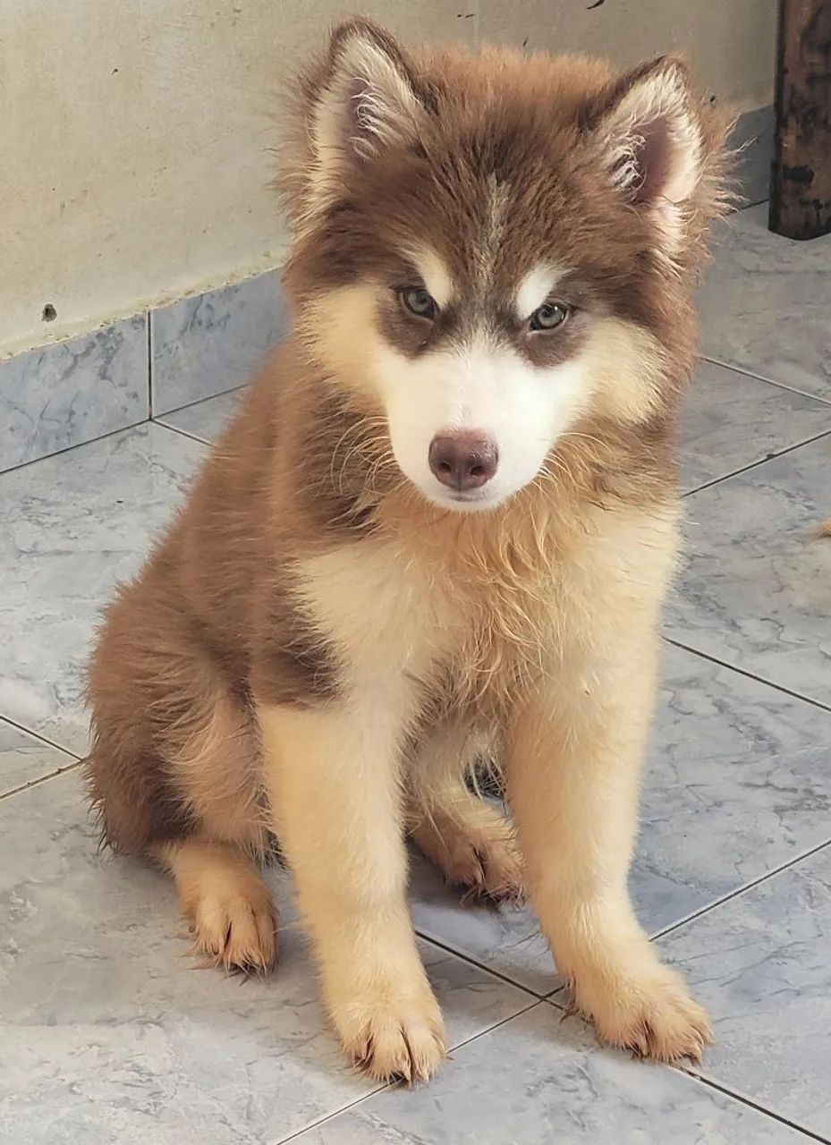Husky siberiano wooly, macho 3 meses, 2.500 - Foto 2