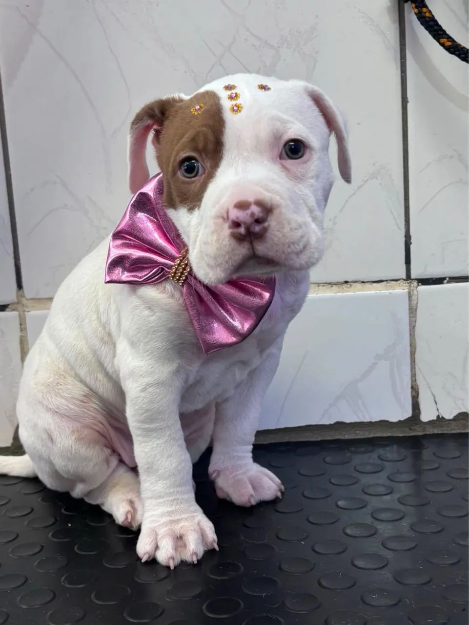 Pitmonster 