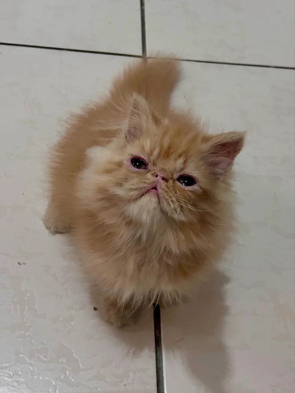 Gato persa (macho)