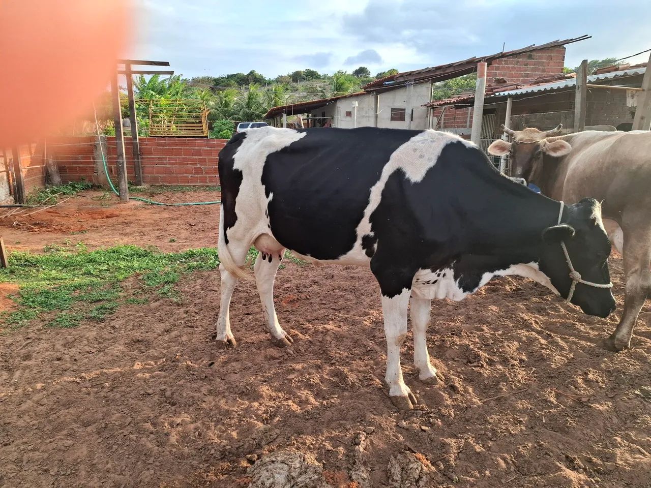 Gado de leite  - Foto 4