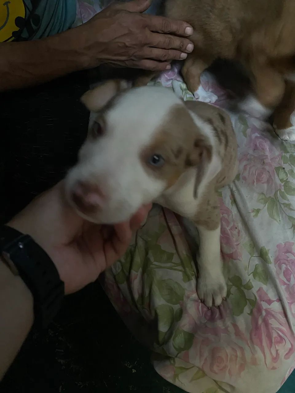 Doação de filhotes  - Foto 2