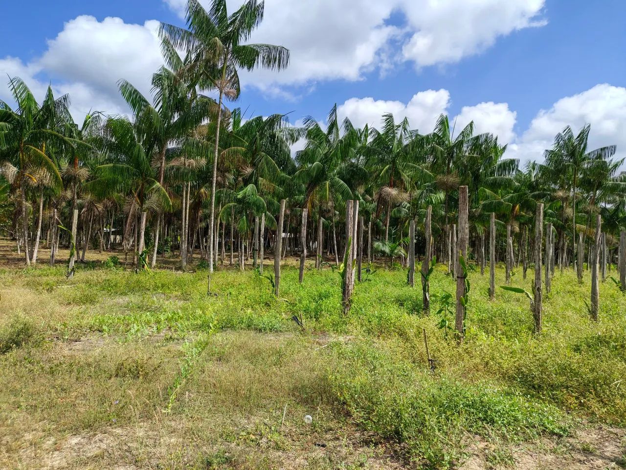 Vendo Sítio São Francisco, Vila 42, Curuçá Pará  - Foto 2