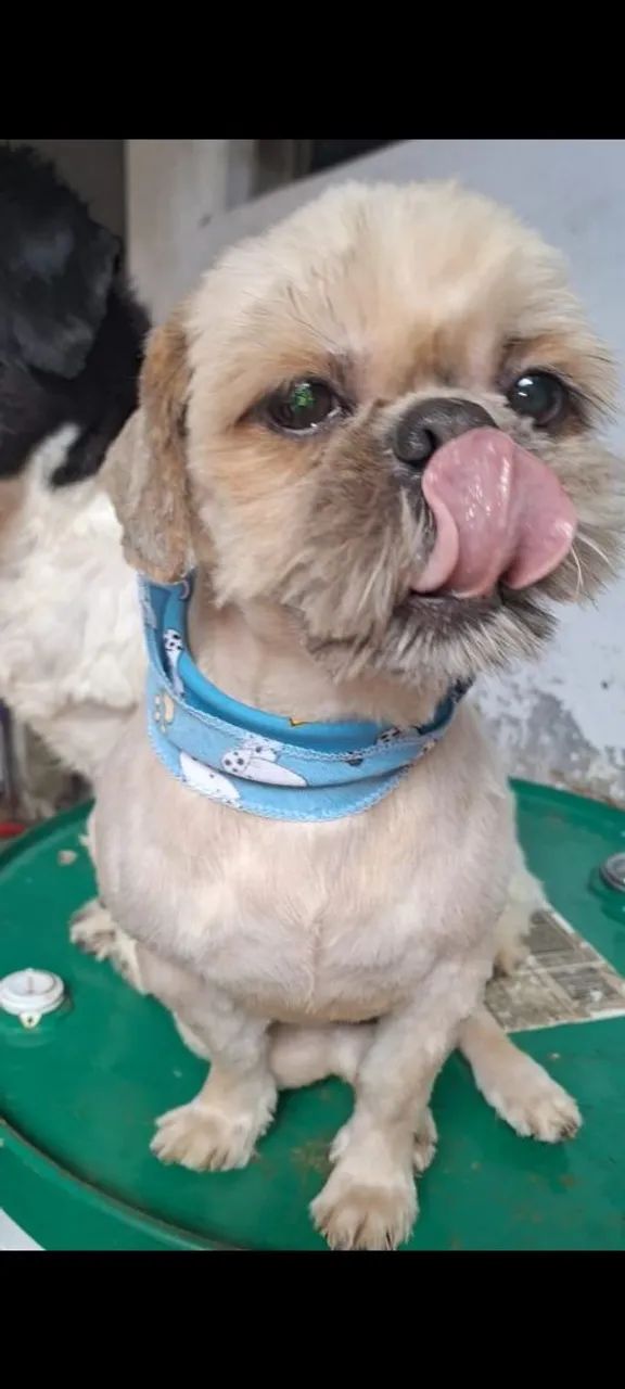 Cão Shitzu  - Foto 2