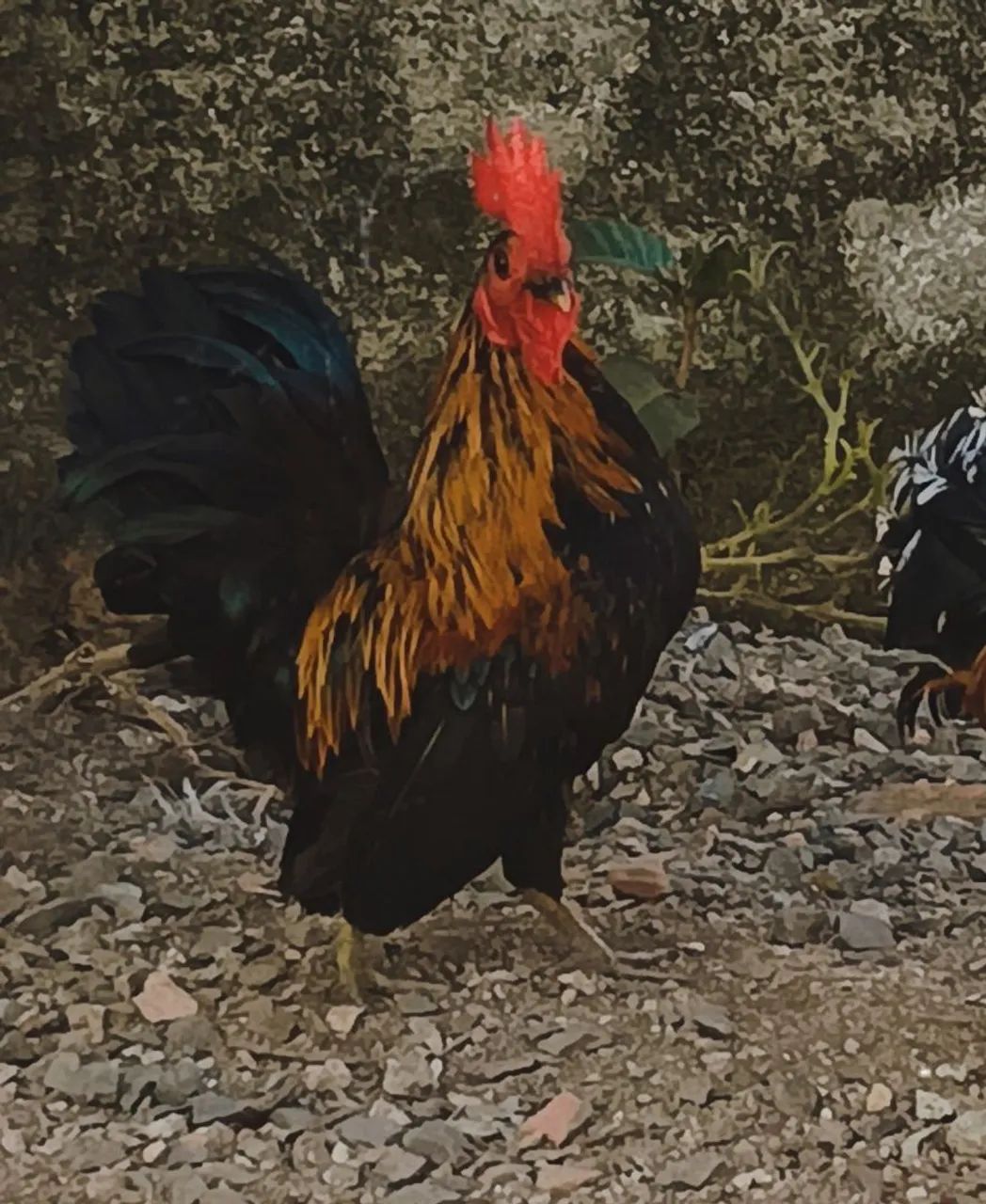 Mini garnisé,galise,seramaxnagazaki..