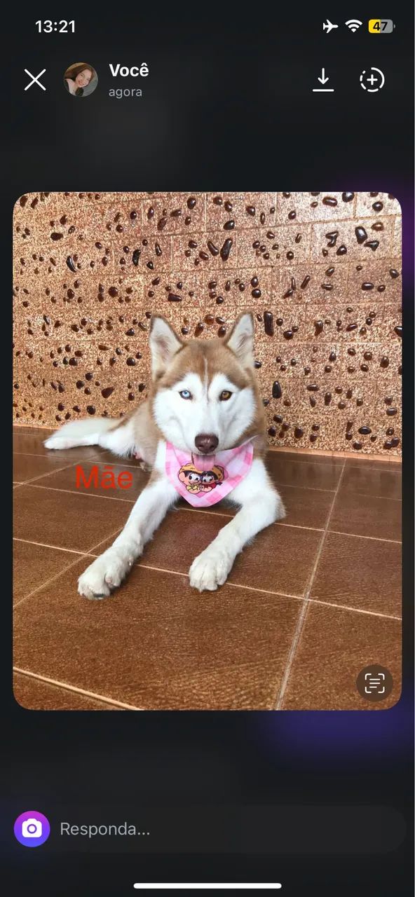 Husky Macho Filhote  - Foto 4