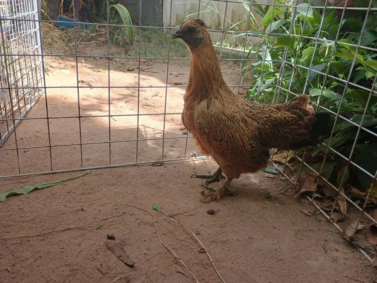 Galinha garnizé R$60,00 única unidade - Foto 2