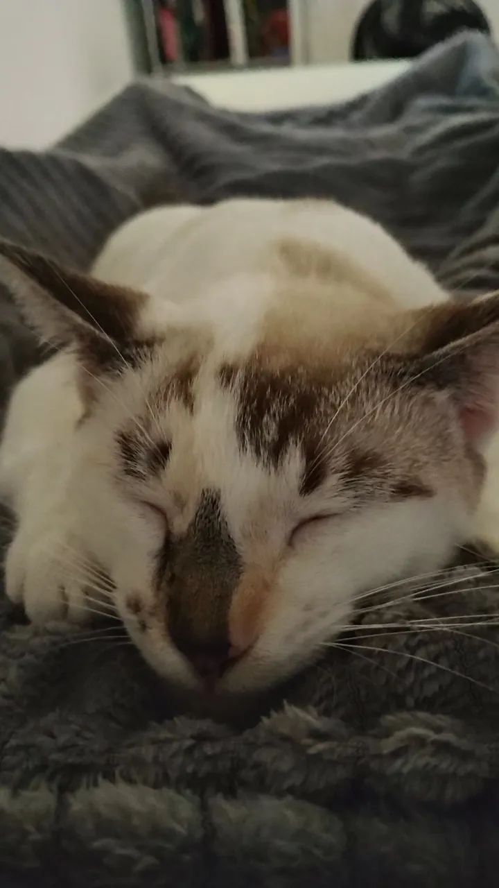 Gatinha dócil para adoção  - Foto 2