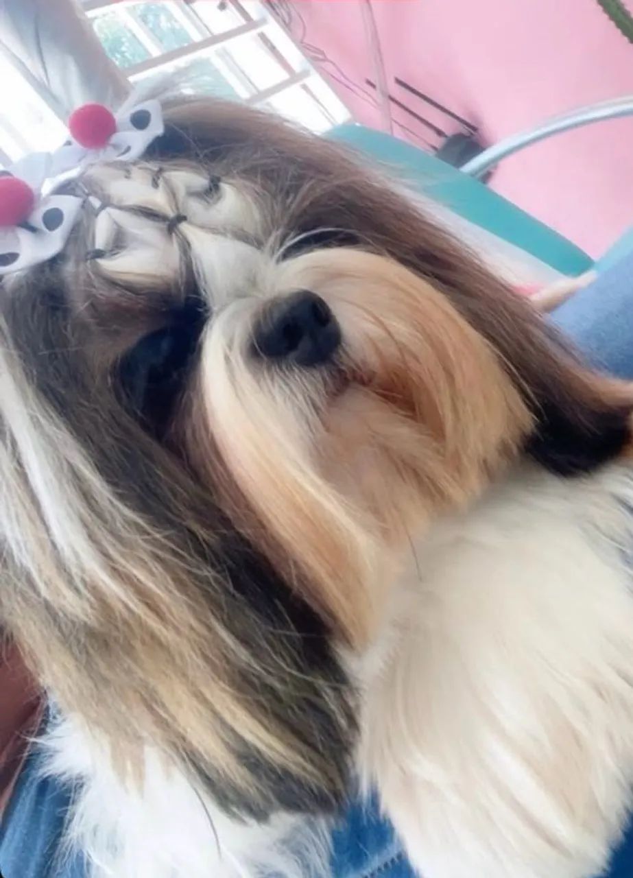 Shih tzu - Foto 4