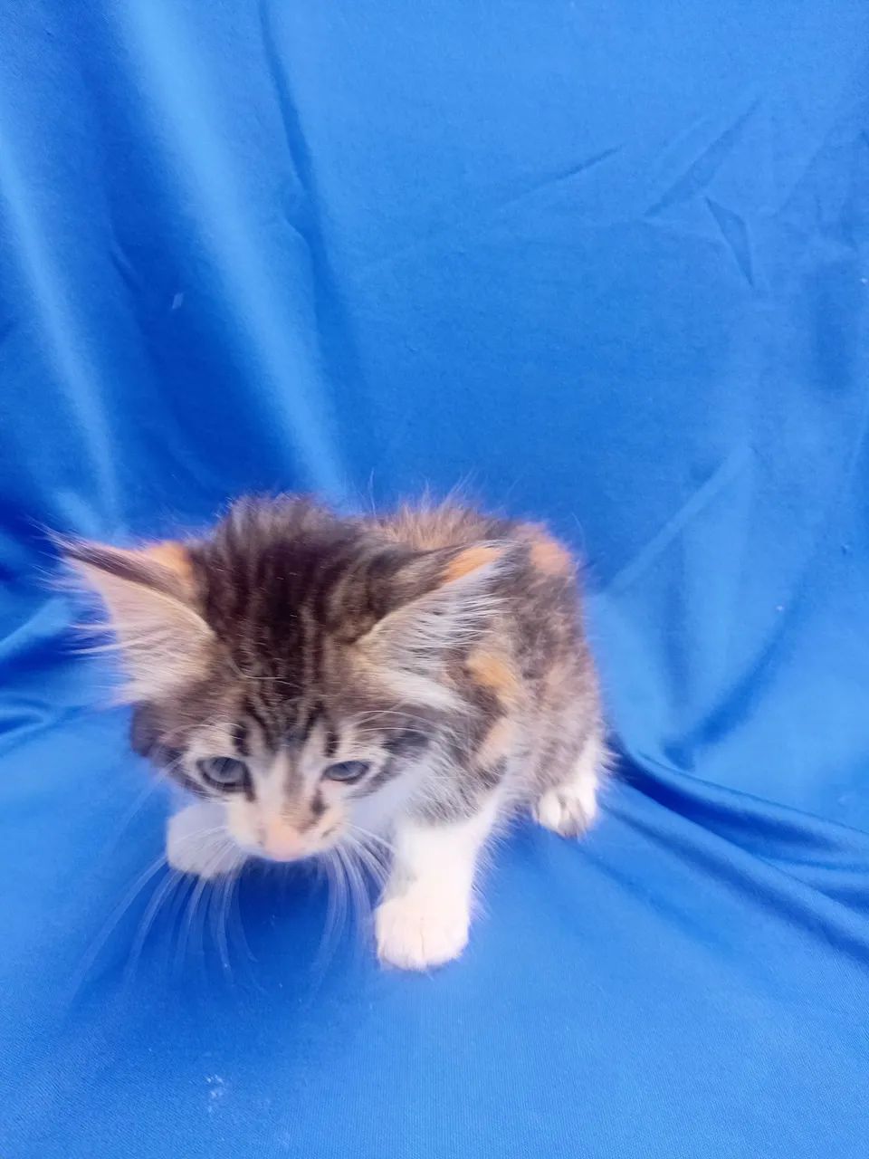 GATA ANGORA  LINDA PROMOÇÃO  - Foto 3