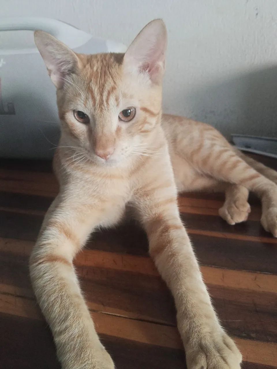 Doação de gato laranja  - Foto 4