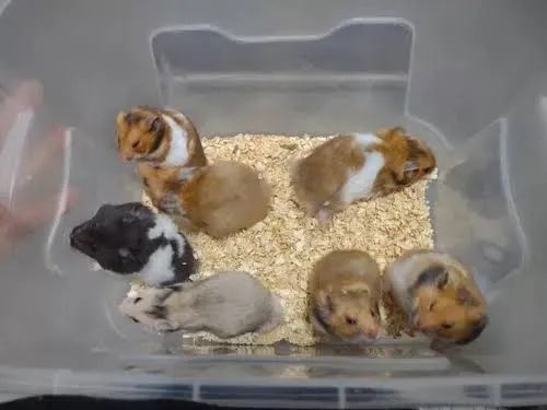 Hamster - Foto 3