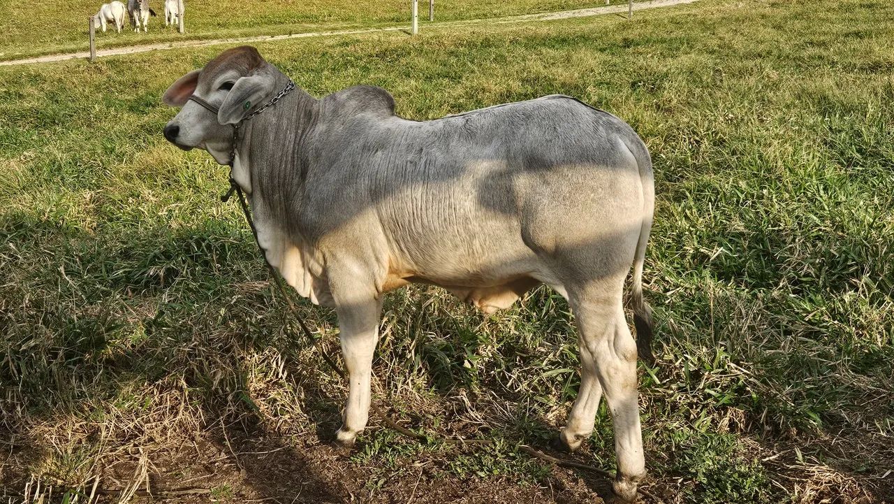 Terneiros Brahman PO  - Foto 2