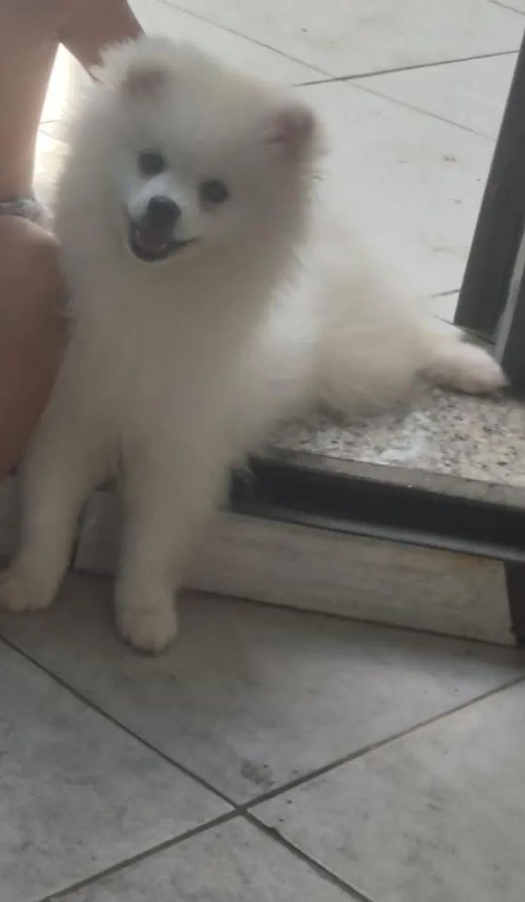Lulu 