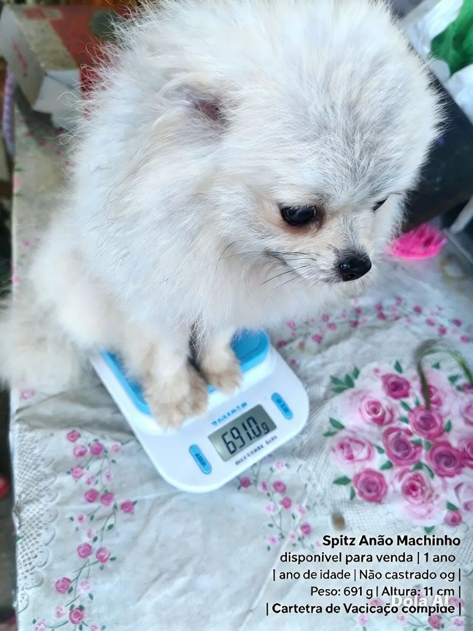 Spitz-anão machinho   - Foto 5